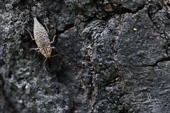 Dicerca aino