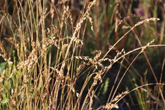 Eragrostis capensis