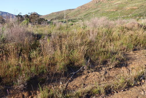Eragrostis capensis, photograph 1