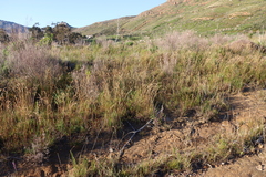 Eragrostis capensis, photograph (c) Tony Rebelo, some rights reserved (CC BY-SA)