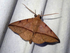 Ugia sundana