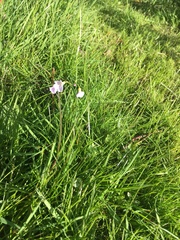 Cardamine pratensis