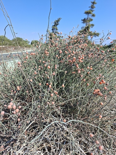 Ephedra foeminea, photograph 5