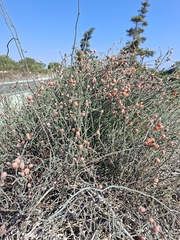 Ephedra foeminea, photograph (c) Ross Krisztina, some rights reserved (CC BY)