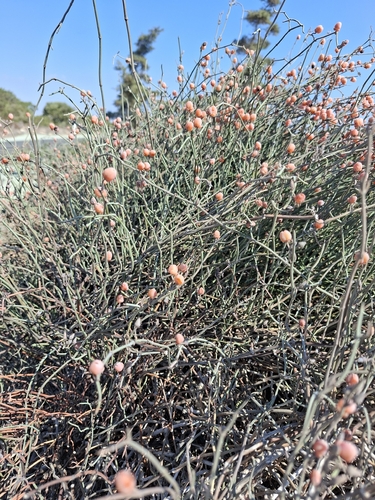 Ephedra foeminea, photograph 6