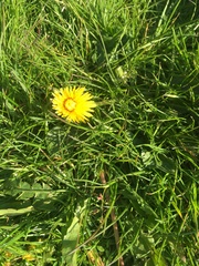 Taraxacum officinale