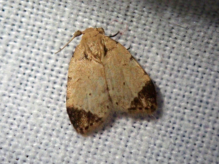 Utriculofera fuscapex