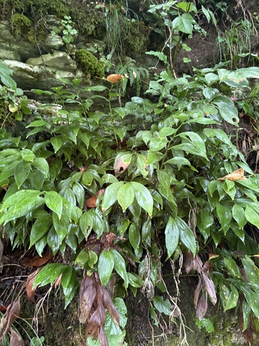 Ruscus colchicus, photograph 4