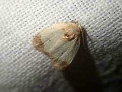 Utriculofera fuscapex