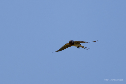 Barn Swallow