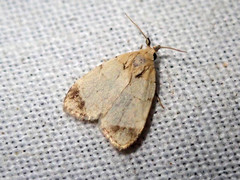 Utriculofera fuscapex