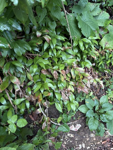 Ruscus colchicus, photograph 3
