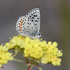 Euphilotes columbiae