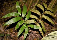 Zamia