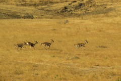 Gazella bennettii