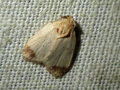 Utriculofera fuscapex