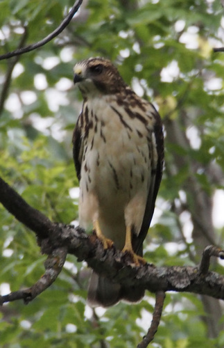 Broad-winged Hawk