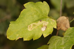 Clematis cirrhosa, photograph (c) Chaym Turak, some rights reserved (CC BY-SA)