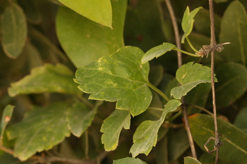 Clematis cirrhosa