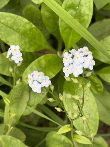 Myosotis latifolia, photograph 5