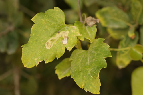 Clematis cirrhosa, photograph 3