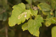 Clematis cirrhosa, photograph (c) Chaym Turak, some rights reserved (CC BY-SA)