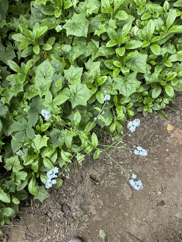 Myosotis latifolia, photograph 6