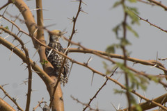 Leiopicus mahrattensis