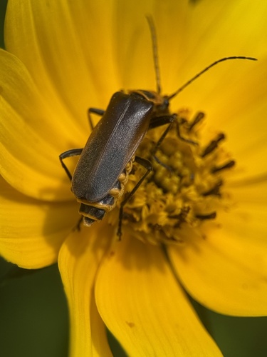 Goldenrod Soldier Beetle, photo 6 of 8