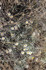 Melampodium argophyllum