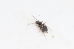 Bembidion quadrimaculatum