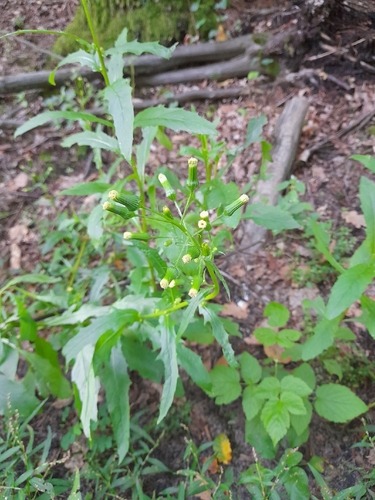 American burnweed