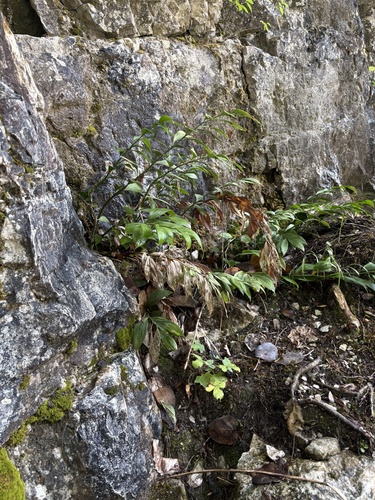 Ruscus colchicus, photograph 2