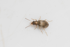 Bembidion ruficolle