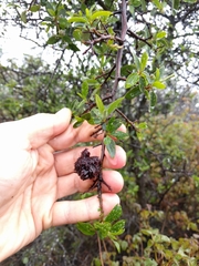 Asphondylia ceanothi