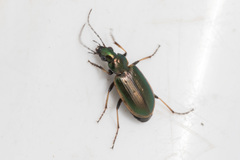 Agonum marginatum