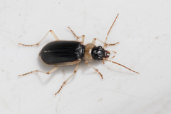Nebria livida