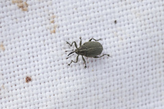 Ceutorhynchus obstrictus