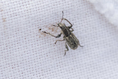 Andrion regensteinense