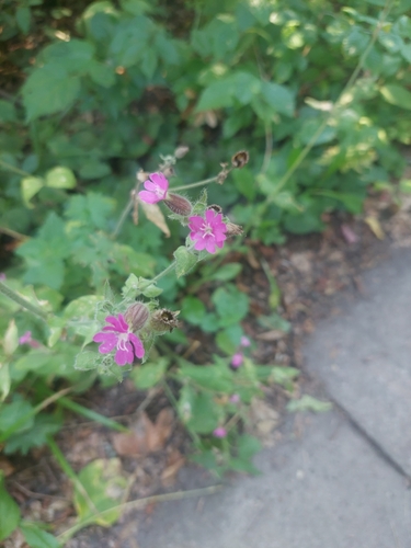red campion