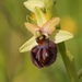 Ophrys sphegodes garganica - Photo (c) Stefan Gey, μερικά δικαιώματα διατηρούνται (CC BY-NC), uploaded by Stefan Gey