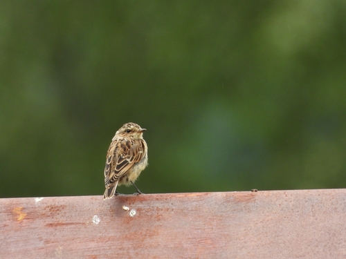 Whinchat