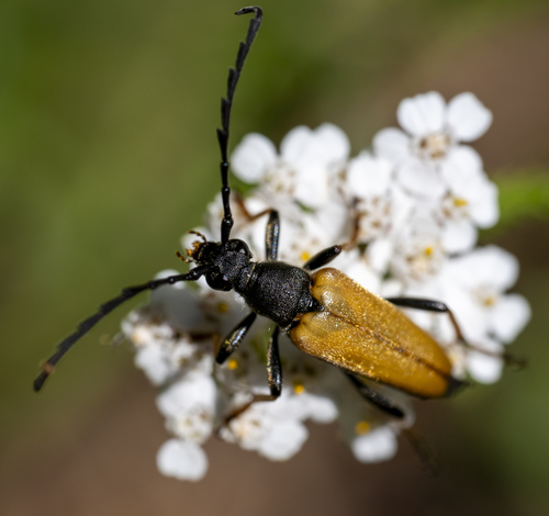 Red Pine Longhorn Beetle
