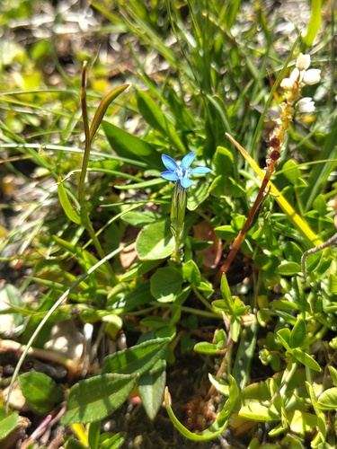 Gentiana nivalis, photograph 5