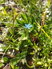 Gentiana nivalis, photograph (c) Yves Bas, some rights reserved (CC BY)