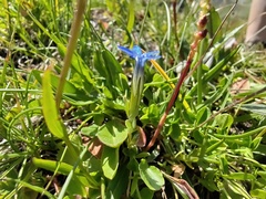 Gentiana nivalis, photograph (c) Yves Bas, some rights reserved (CC BY)