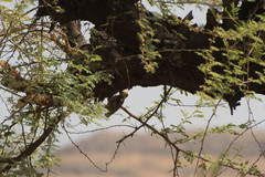 Leiopicus mahrattensis