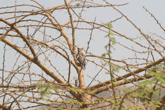 Leiopicus mahrattensis