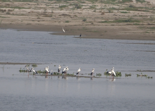 Asian Openbill