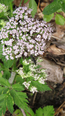 Chaerophyllum hirsutum